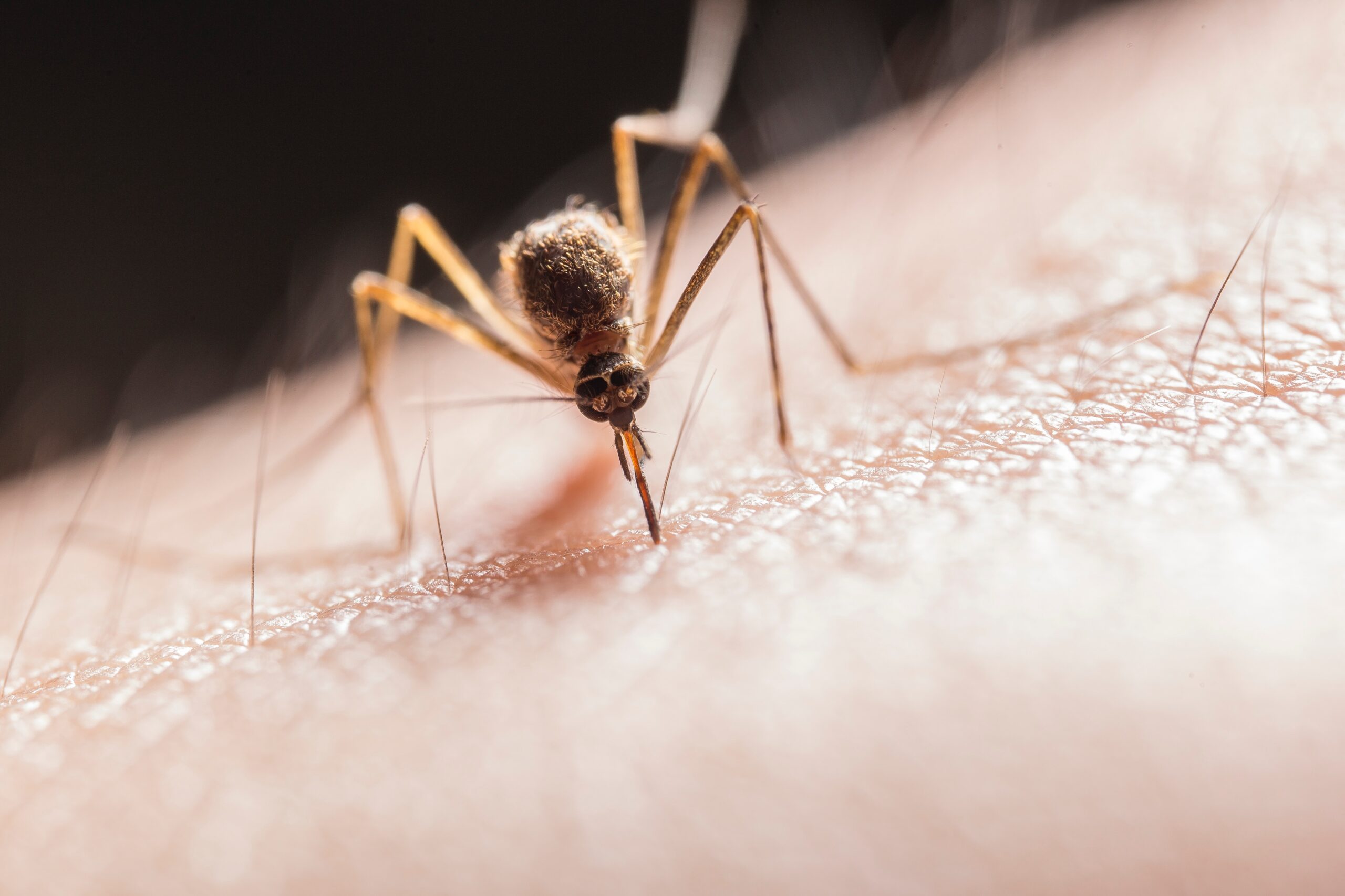 Smartphone Device Detects Zika Virus